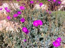 Cistanthe (Calandrinia) grandiflora- blooming