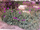 Cistanthe (Calandrinia) grandiflora - blossom