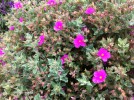 Cistus 'Sunset' - foliage