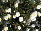 Cistus salviifolius 'Prostratus' - blossom