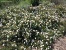 Cistus salviifolius 'Prostratus