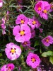 Cistus x purpureus - blossom