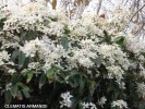 Clematis armandii - blossom