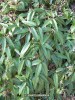 Clematis armandii - foliage