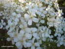 Clematis montana - blossom