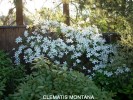 Clematis montana