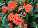 Clivia miniata - blossom