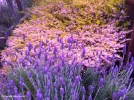 Coleonema 'Sunset Gold' & Lavandula dentata - blooming