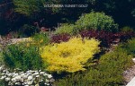 Coleonema pulchrum 'Sunset Gold' 3