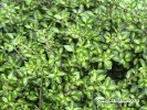 Coprosma 'Beaton's Gold' - foliage