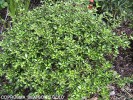 Coprosma 'Beaton's Gold