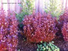 Coprosma 'County Park Red' - Winter