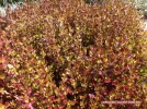 Coprosma 'County Park Red' - foliage 1