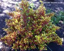 Coprosma 'Evening Glow' 2