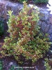 Coprosma 'Evening Glow' - spring