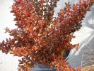 Coprosma 'Evening Glow' - winter color