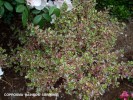 Coprosma 'Rainbow Surprise' 1