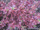 Coprosma 'Rainbow Surprise' - foliage