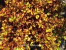 Coprosma 'Tequila Sunrise