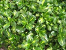 Coprosma repens - foliage