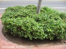 Coprosma repens