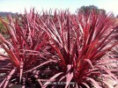 Cordyline 'Electric Pink