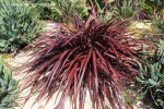 Cordyline 'Red Fountain' 2