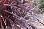 Cordyline 'Red Fountain' blossom