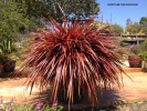 Cordyline 'Red Fountain