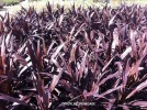 Cordyline 'Renegade