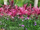 Cordyline fruticosa 'Red Sister