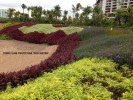 Cordyline fruticosa 'Red Sister' - mass