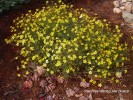 Coreopsis vertic. 'Zagreb