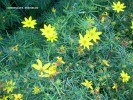 Coreopsis verticillata 'Moonbeam' - blossom