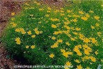 Coreopsis verticillata 'Moonbeam