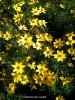 Coreopsis verticulata 'Zagreb' - blossom