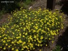 Coreopsis verticulata 'Zagreb