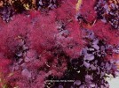 Cotinus coggygria 'Royal purple' - blossom