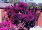 Cotinus coggygria 'Royal purple