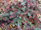 Cotoneaster 'Lowfast' - berries