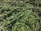 Cotoneaster horizontalus - detail