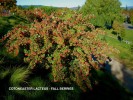 Cotoneaster lacteus- fall berries