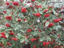 Cotoneaster lacteus - foliage