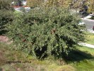 Cotoneaster lacteus