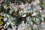 Crassula arborescens - foliage