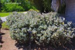 Crassula arborescens