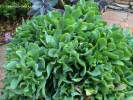 Crassula ovata 'Undulata' - detail