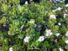 Crassula ovata - blossom & foliage