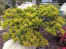 Crassula protulacea 'Gollum