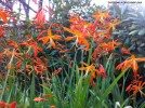 Crocosmia x crocosmiiflora - blossom 1